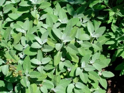 Kryddsalvia 'Berggarten'