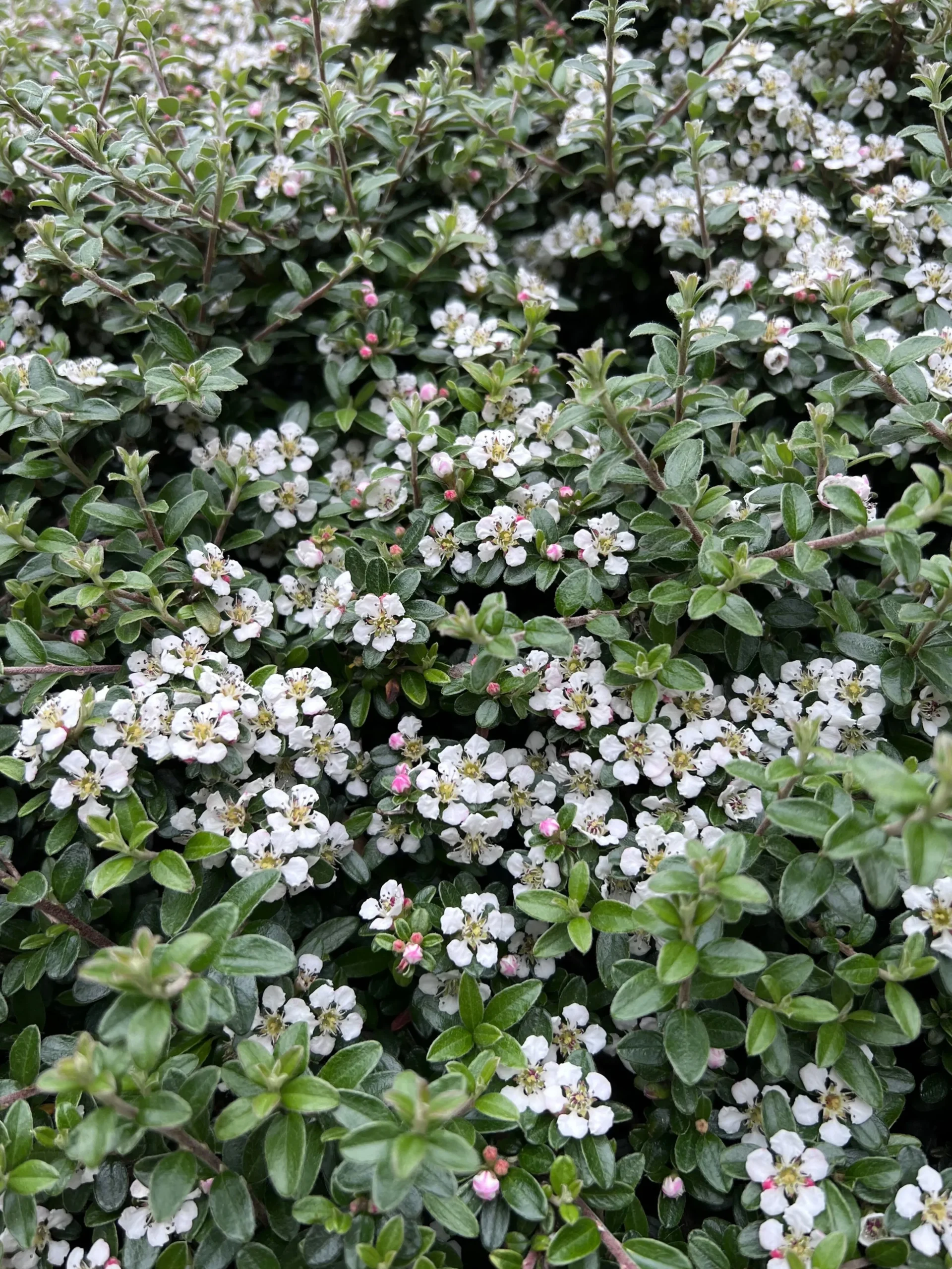 Krypoxbär 'Coral Beauty' Barrotad