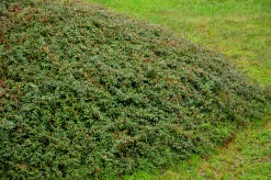 Krypoxbär 'Coral Beauty' Barrotad