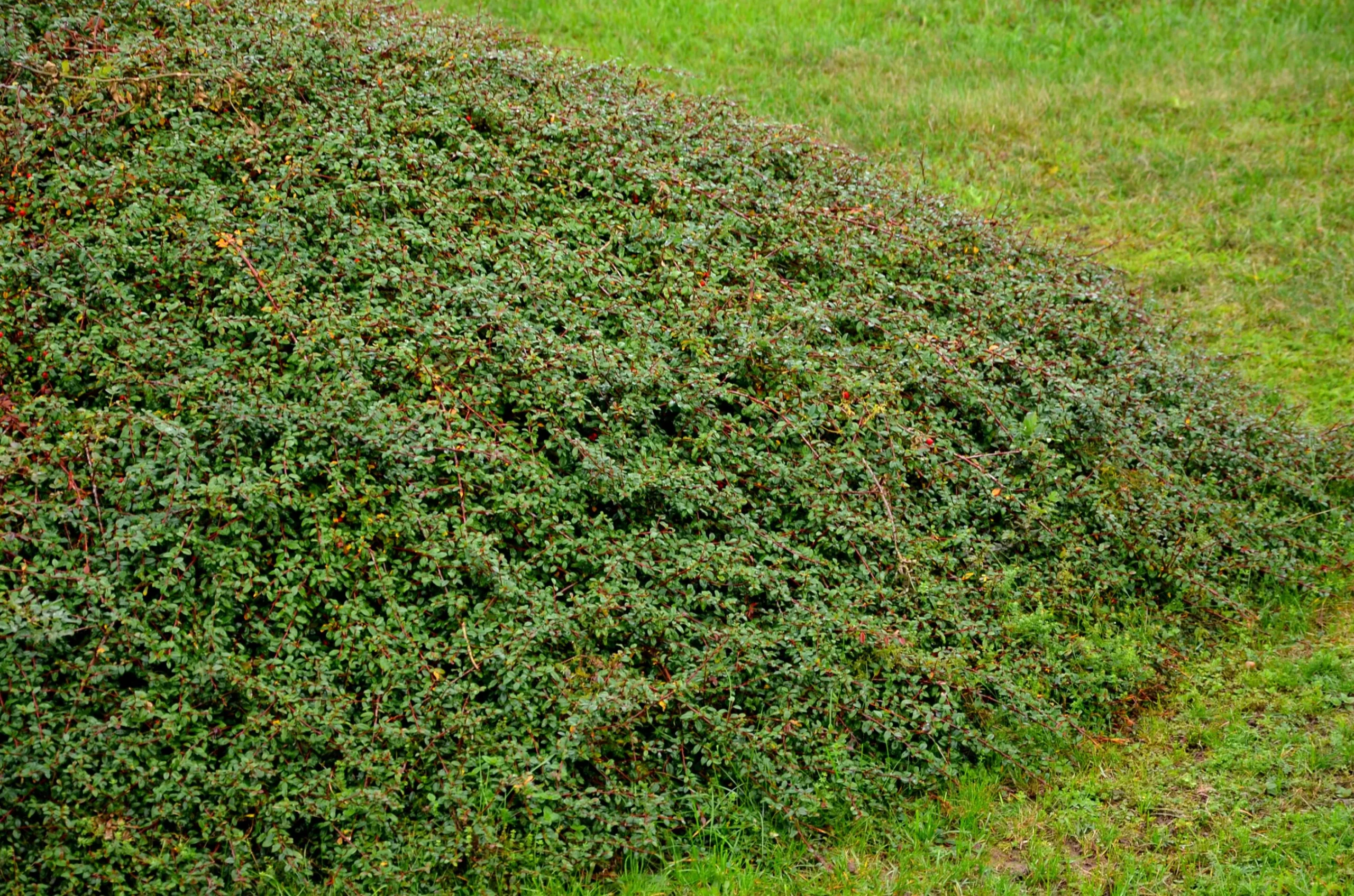 Krypoxbär 'Coral Beauty' Barrotad