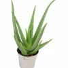 Äkta Aloe Vera