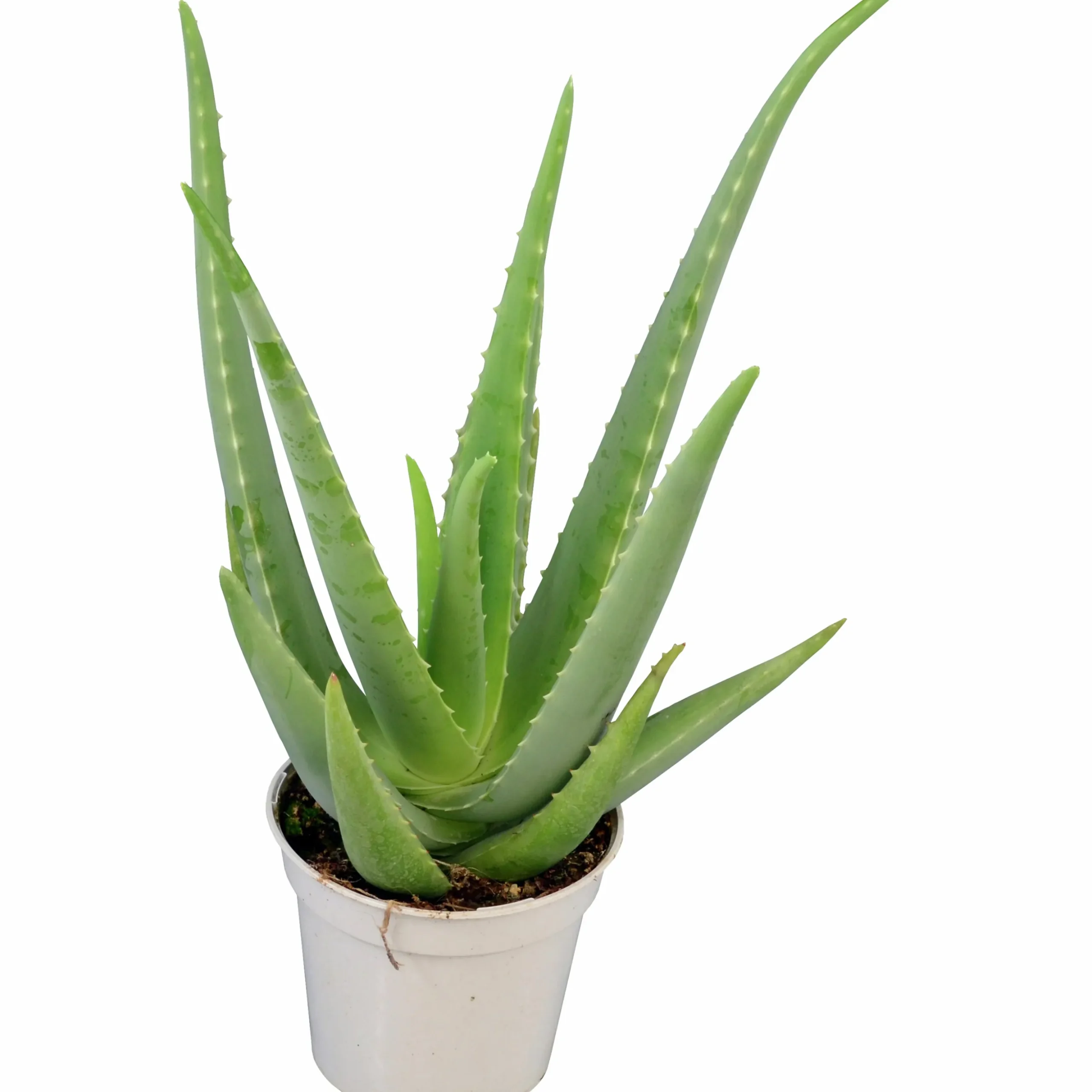 Äkta Aloe Vera
