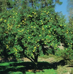 Kvitten 'Vranja' Krukodlad