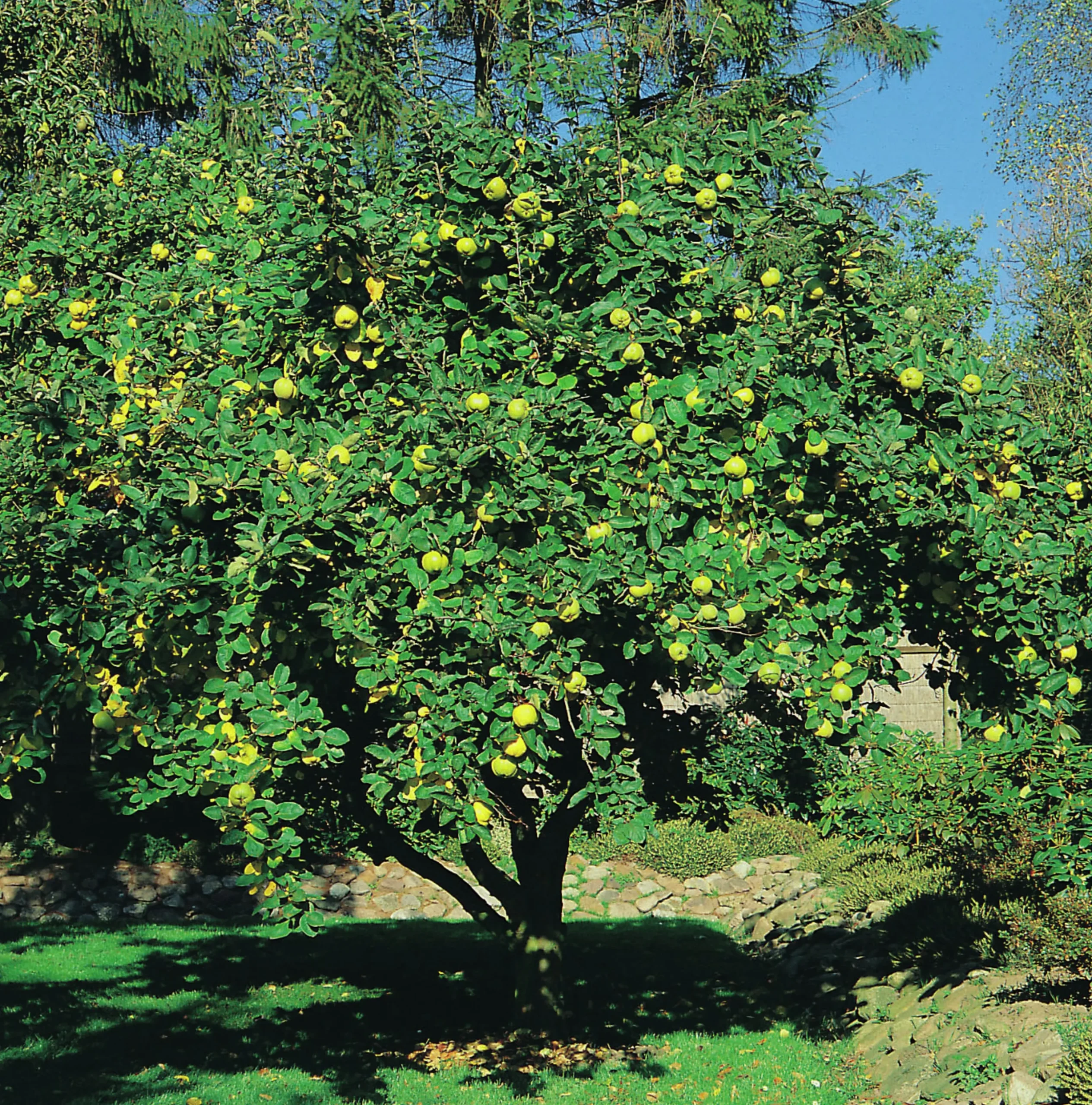 Kvitten 'Vranja' Krukodlad