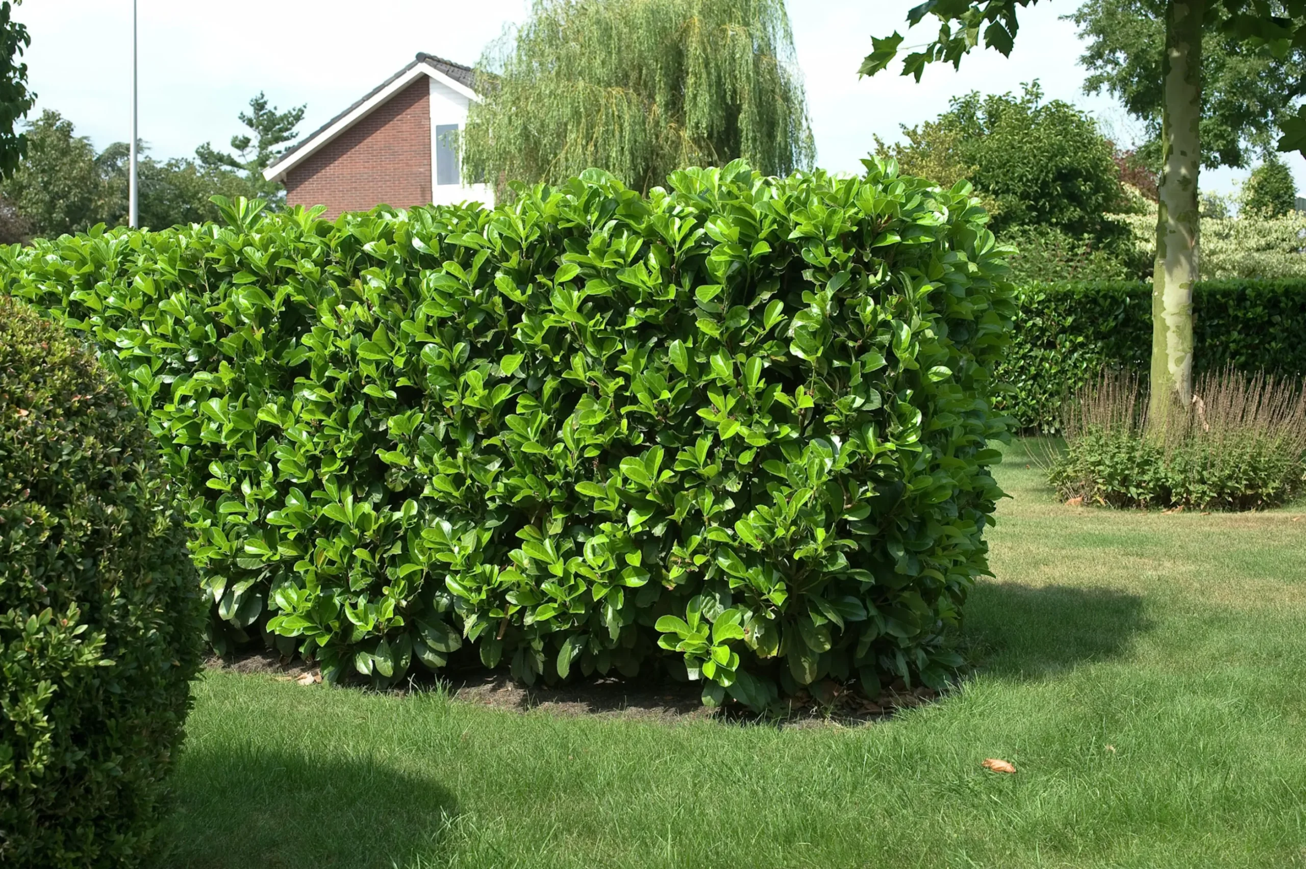 Lagerhägg 'Etna' Krukodlad