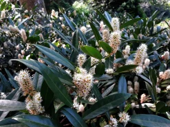 Lagerhägg 'Herbergii'