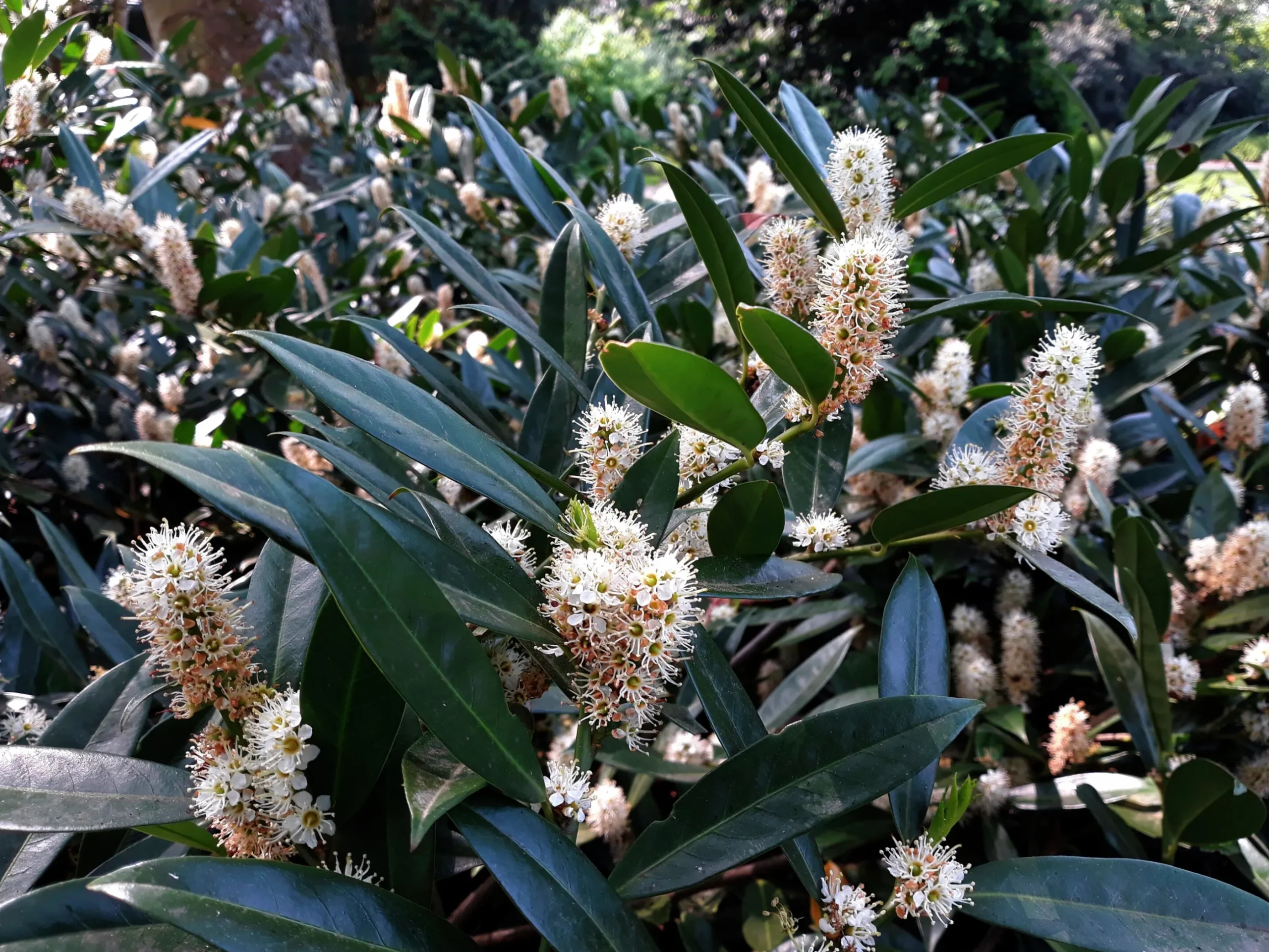 Lagerhägg 'Herbergii'