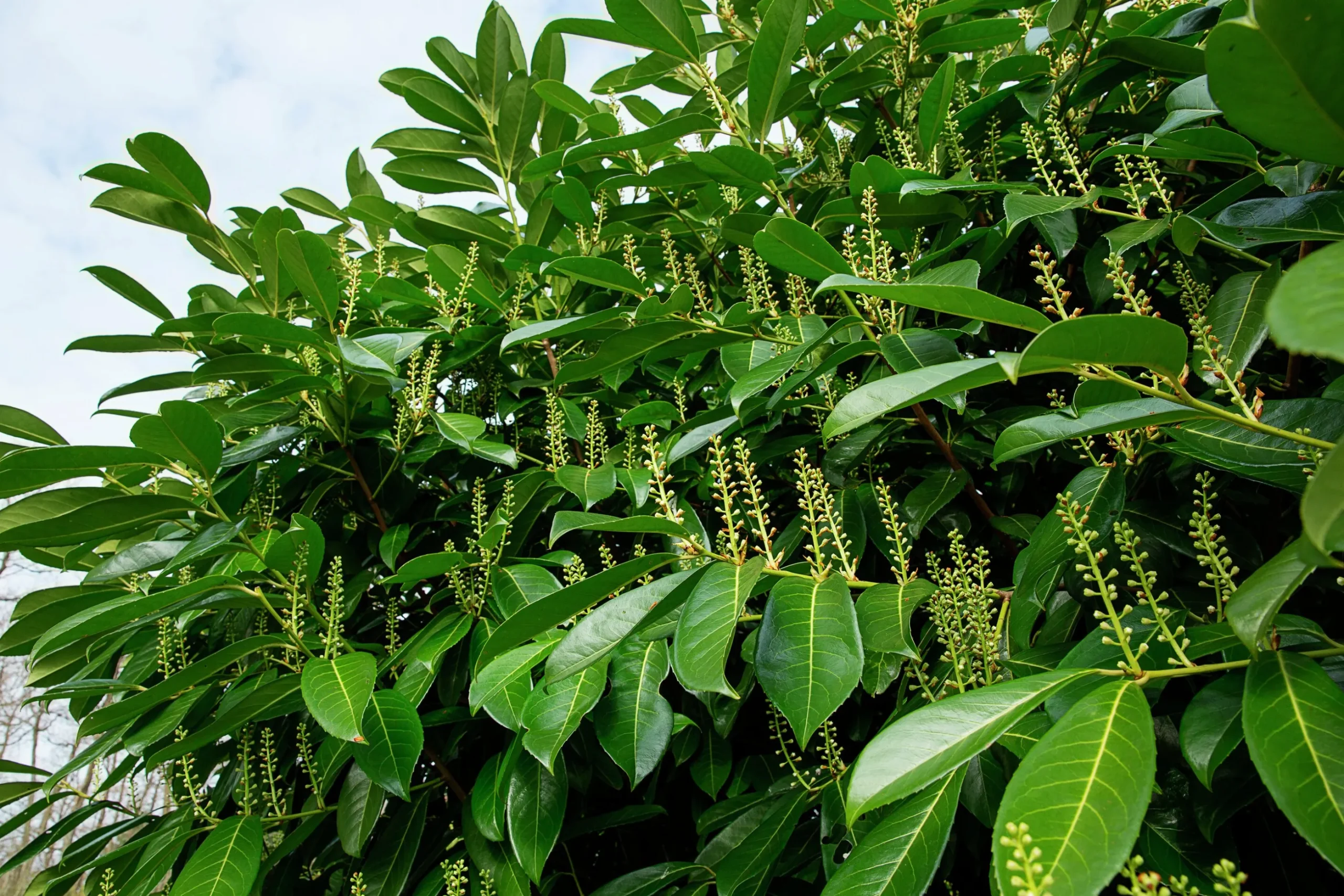 Lagerhägg 'Mano'