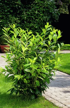 Lagerhägg 'Novita' Barrotad