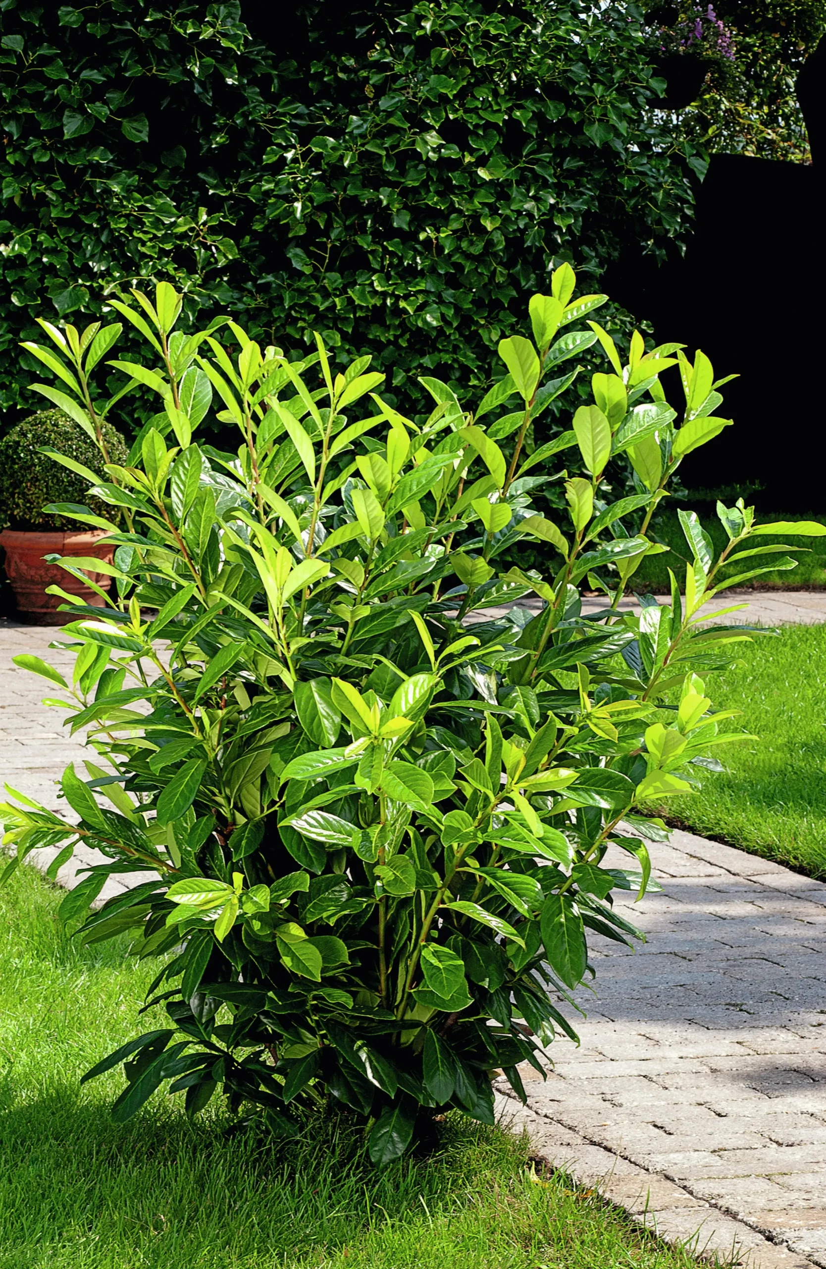 Lagerhägg 'Novita' Barrotad
