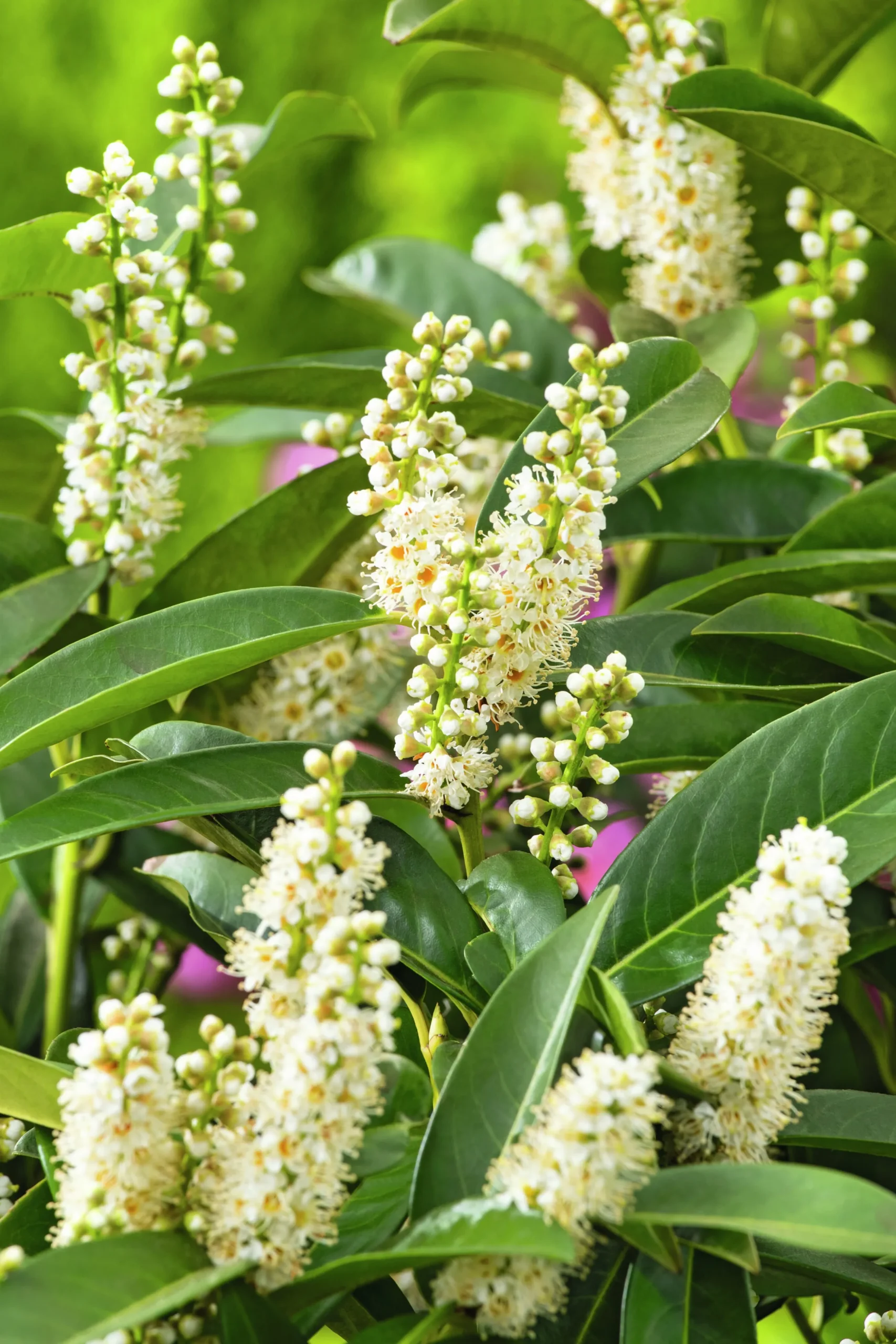 Lagerhägg 'Novita' Barrotad