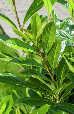 Lagerhägg 'Novita' Barrotad
