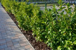 Lagerhägg 'Novita' Barrotad