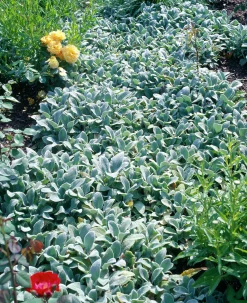 Lammöron 'Silver Carpet'
