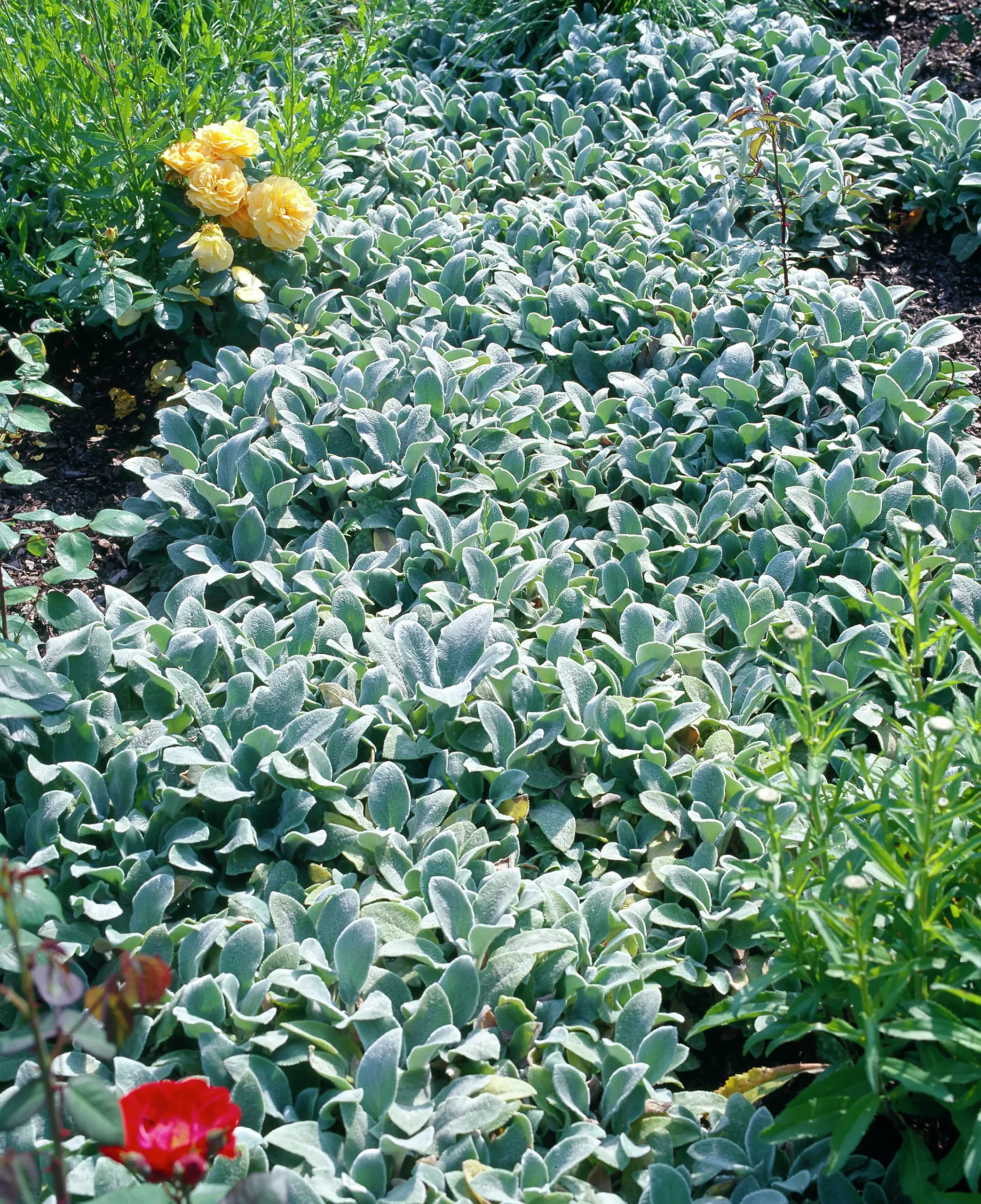 Lammöron 'Silver Carpet'