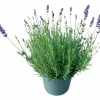Lavendel 21cm
