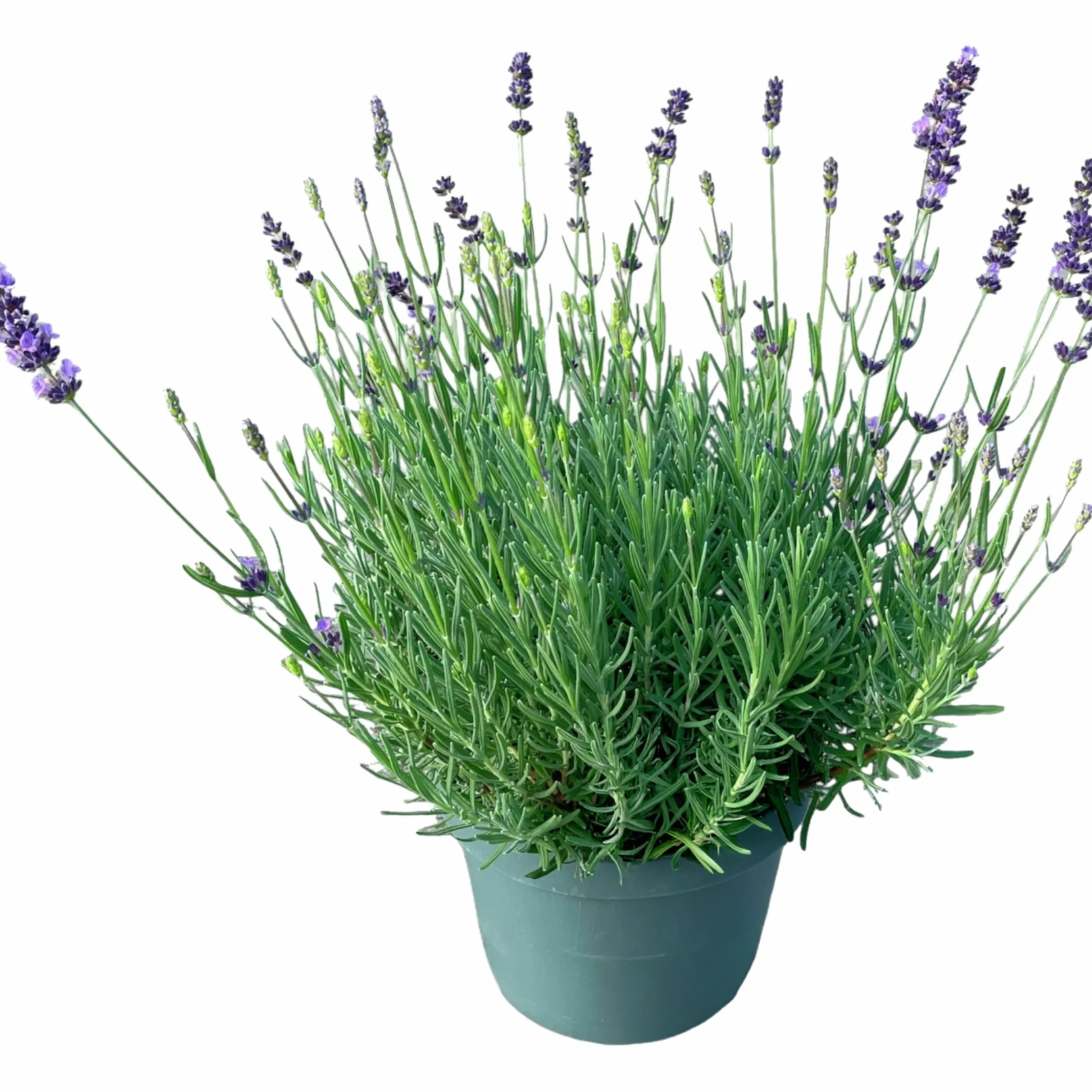Lavendel 21cm