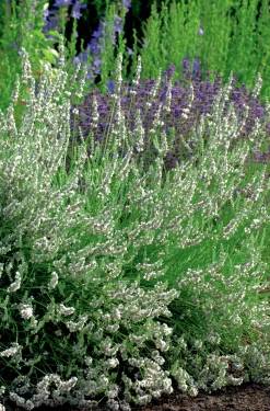 Lavendel 'Edelweiss'