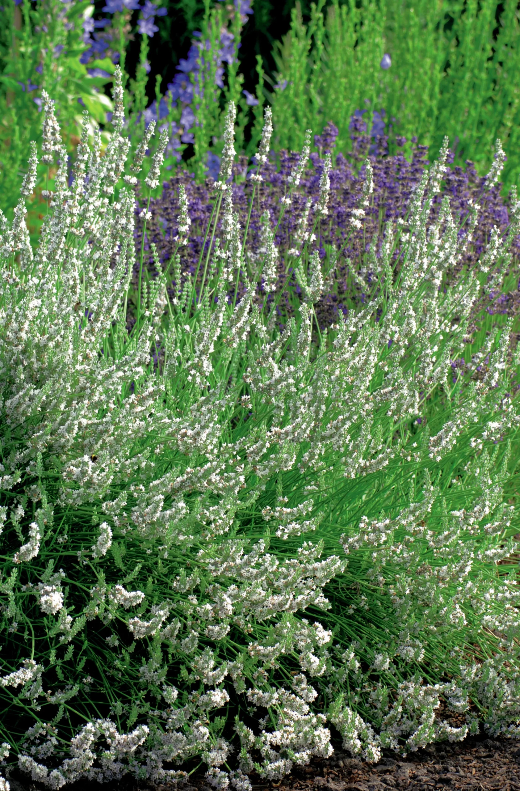 Lavendel 'Edelweiss'