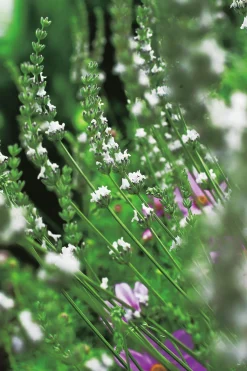 Lavendel 'Edelweiss'