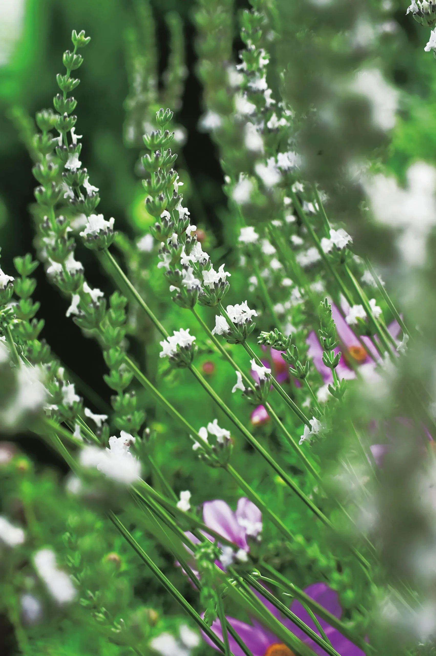Lavendel 'Edelweiss'