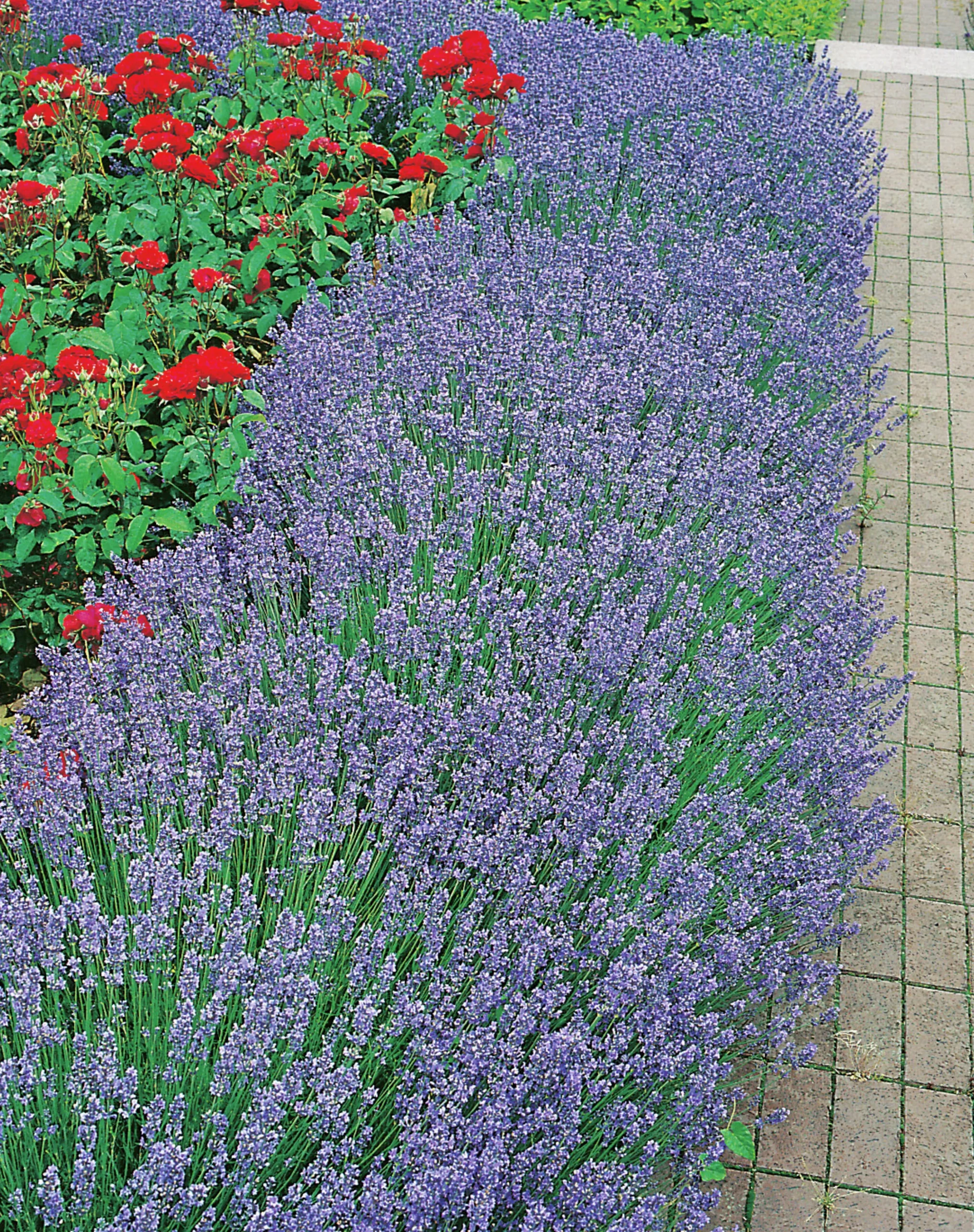 Lavendel 'Hidcote'
