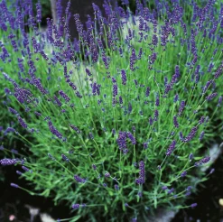 Lavendel 'Hidcote' 2L