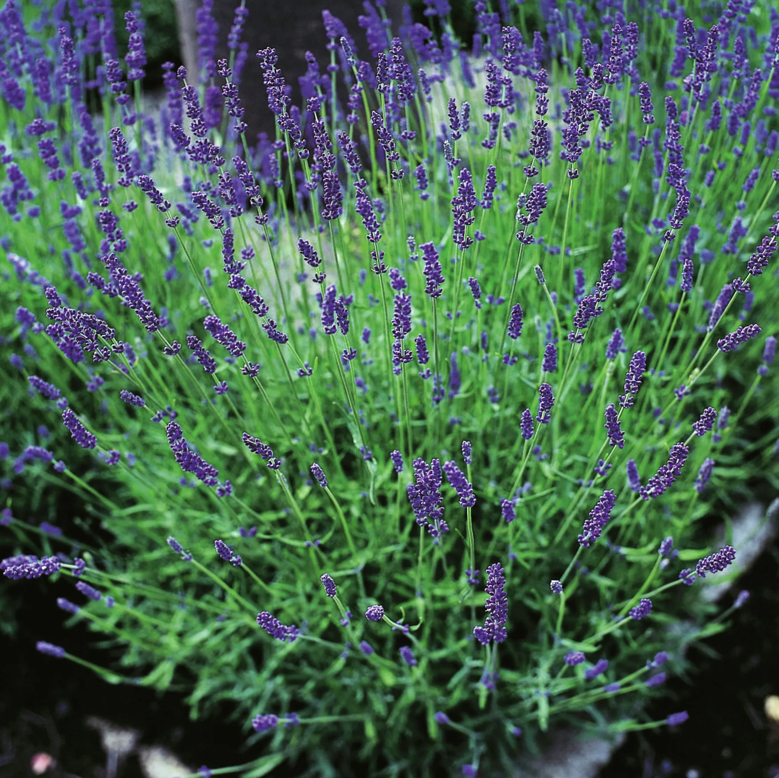 Lavendel 'Hidcote' 2L