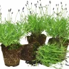 Lavendel lat. Lavandula angustifolia Mix