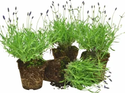 Lavendel lat. Lavandula angustifolia Mix