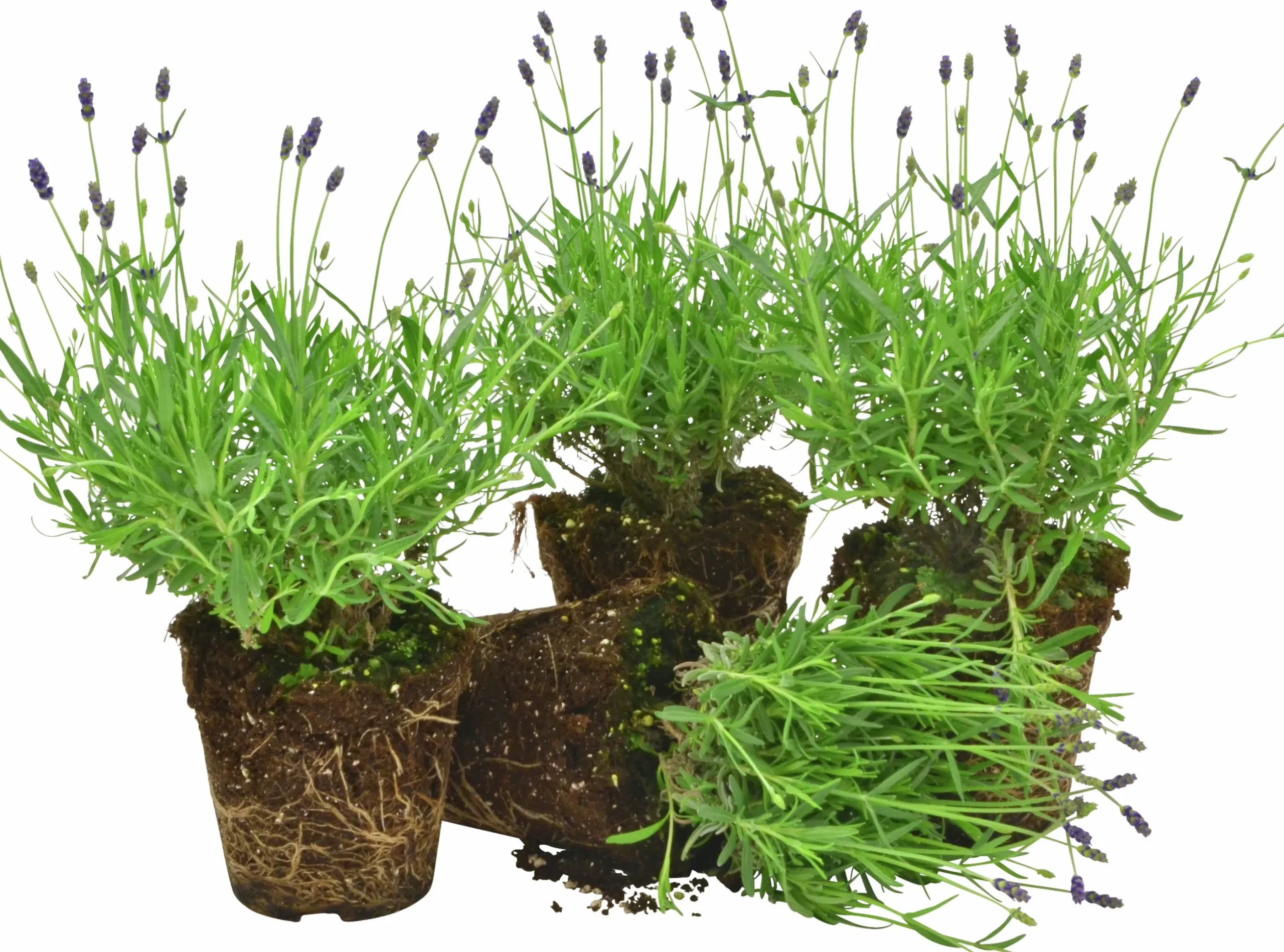 Lavendel lat. Lavandula angustifolia Mix