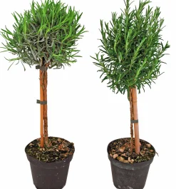 Lavendel lat. Lavandula angustifolia Uppstammad