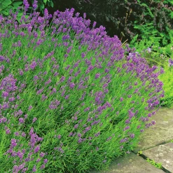 Lavendel 'Munstead'