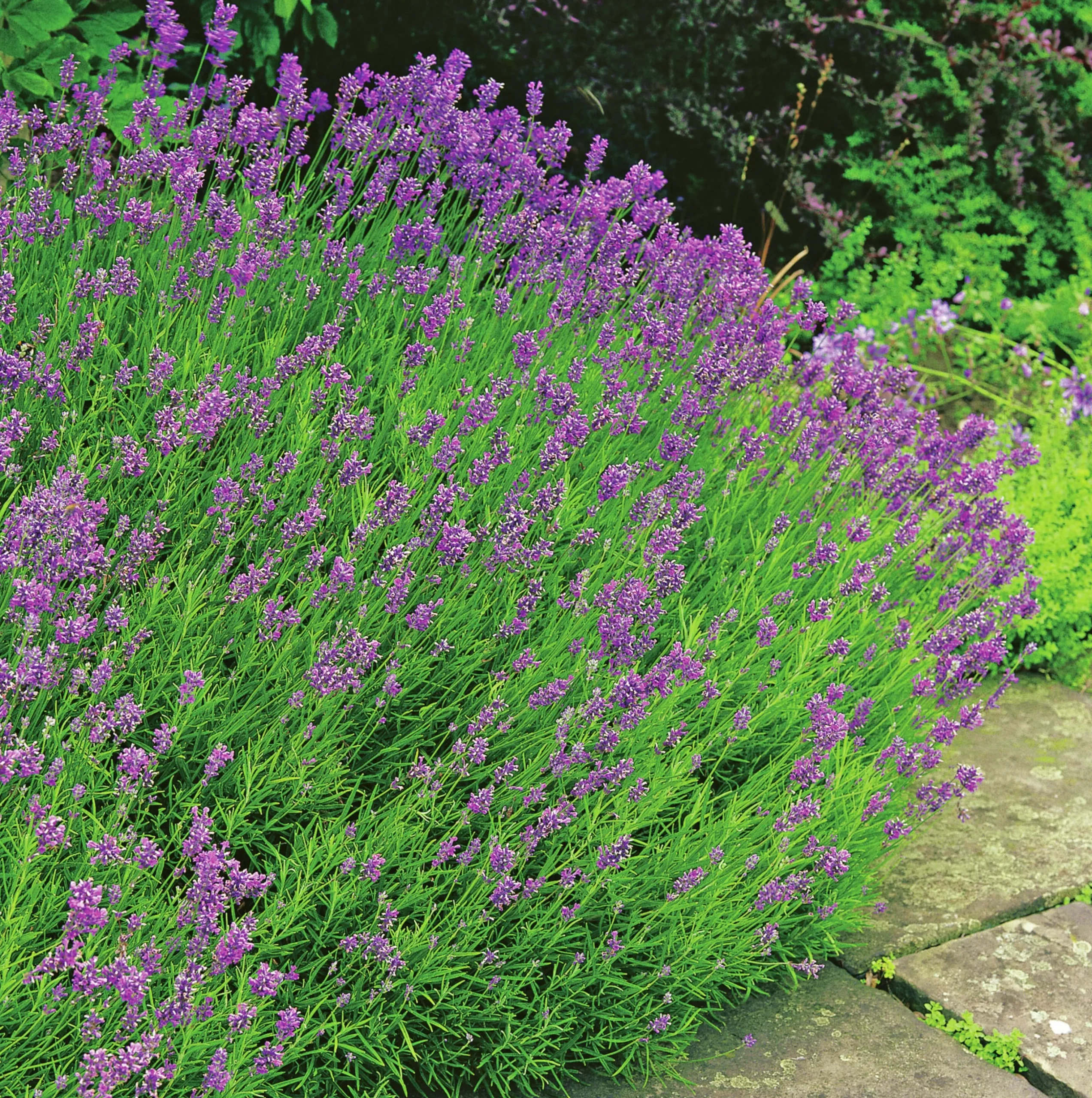 Lavendel 'Munstead'