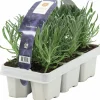 Lavendel 6-p