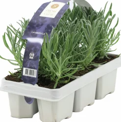 Lavendel 6-p