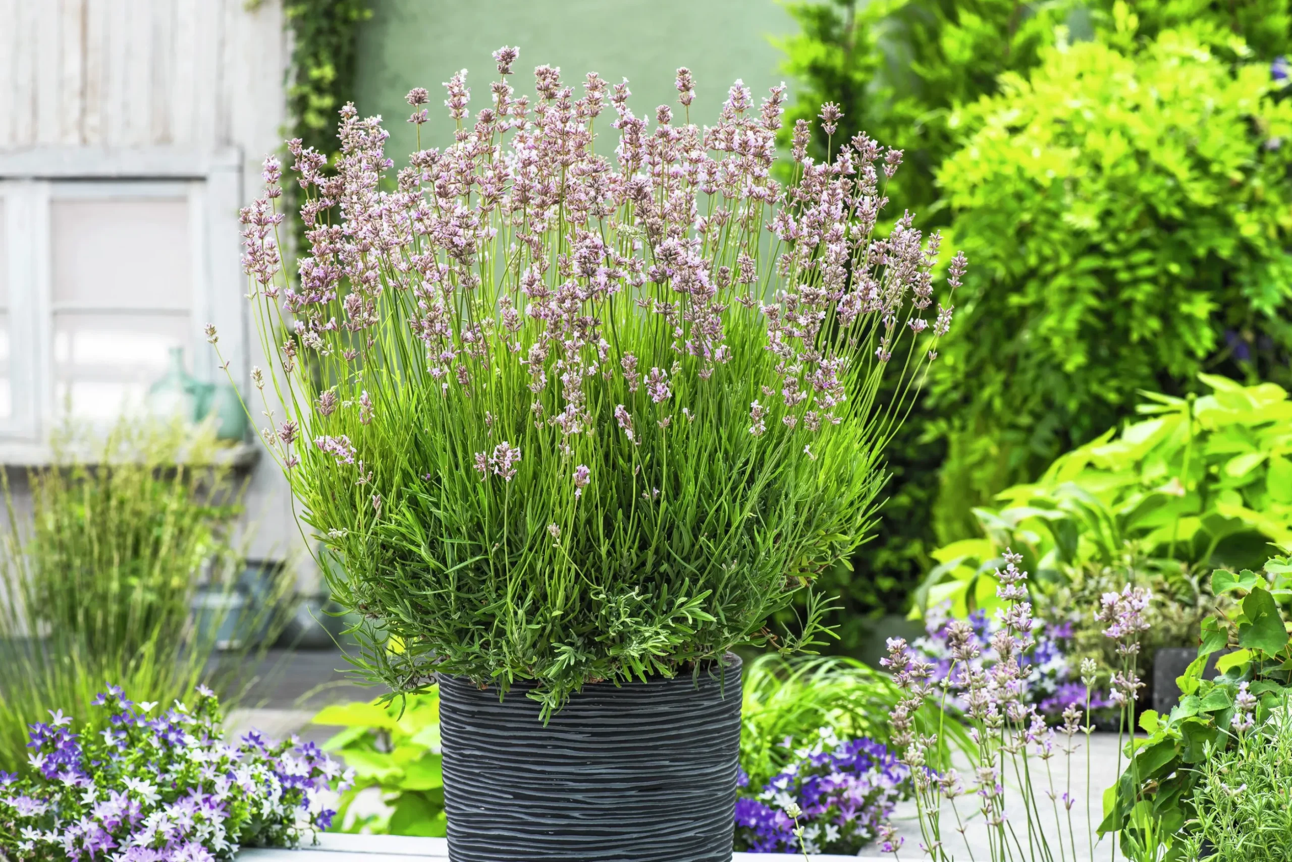 Lavendel 'Rosea'