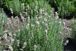 Lavendel 'Rosea'