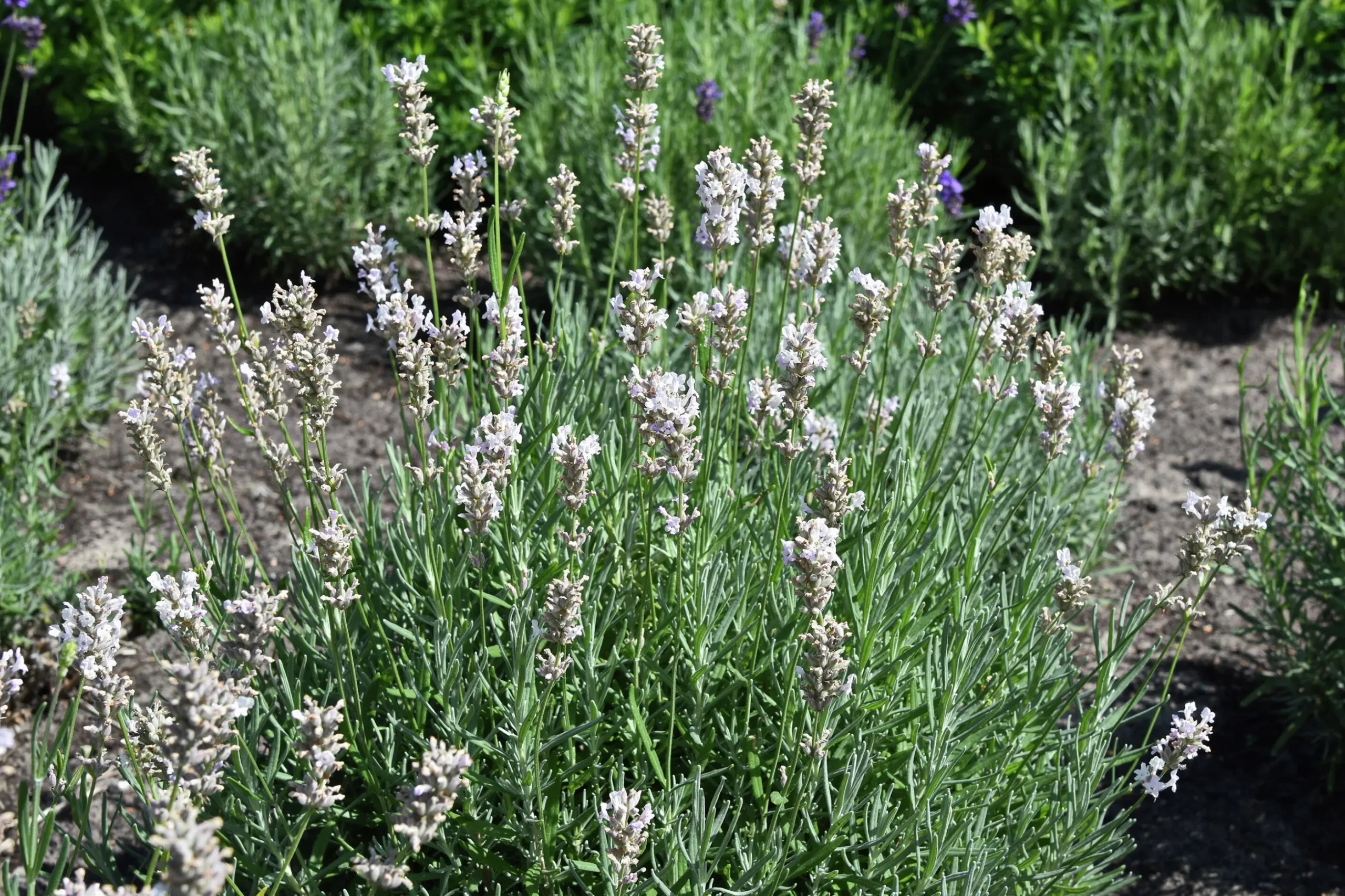 Lavendel 'Rosea'