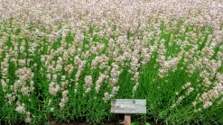 Lavendel 'Rosea'