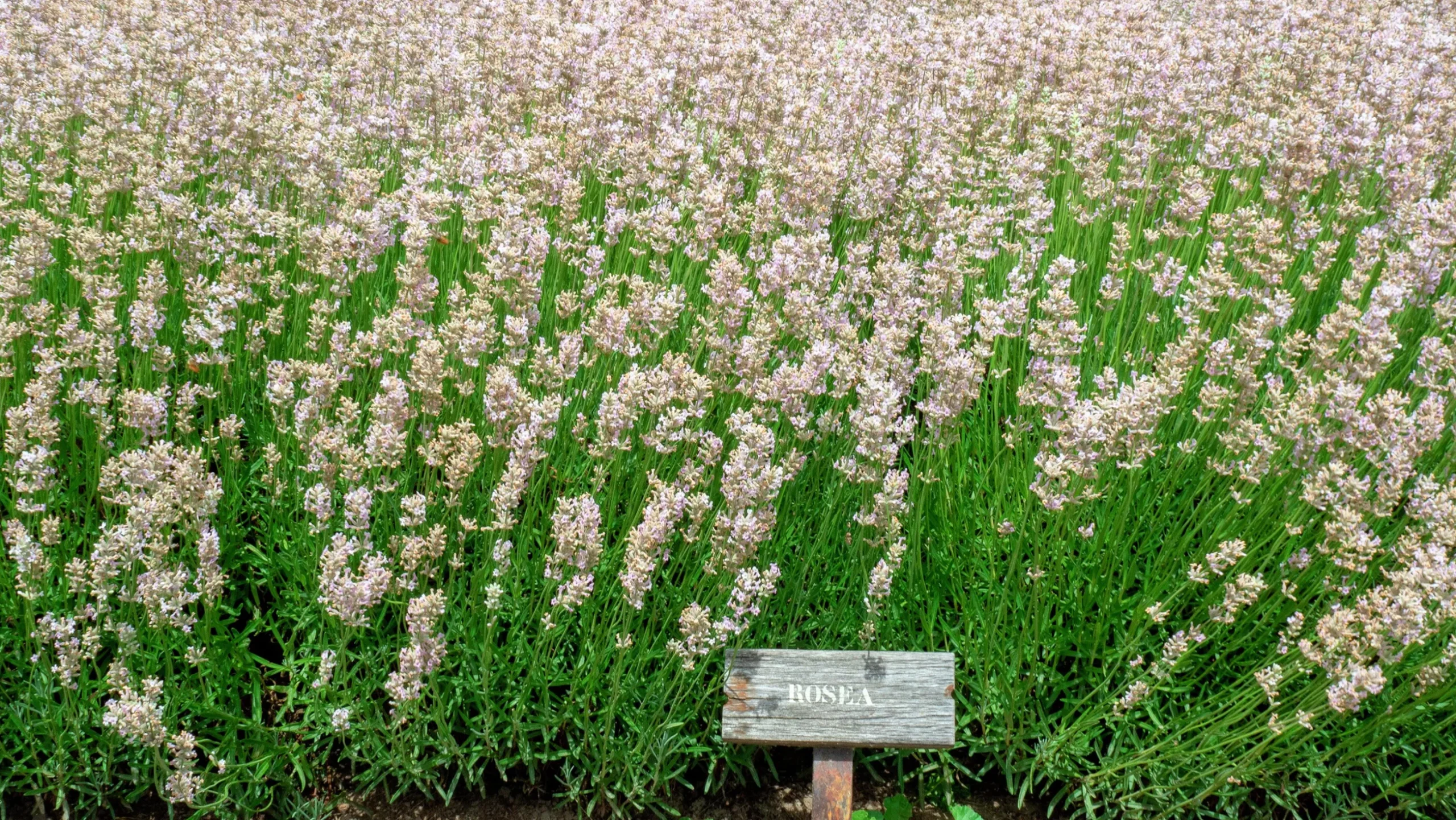 Lavendel 'Rosea'