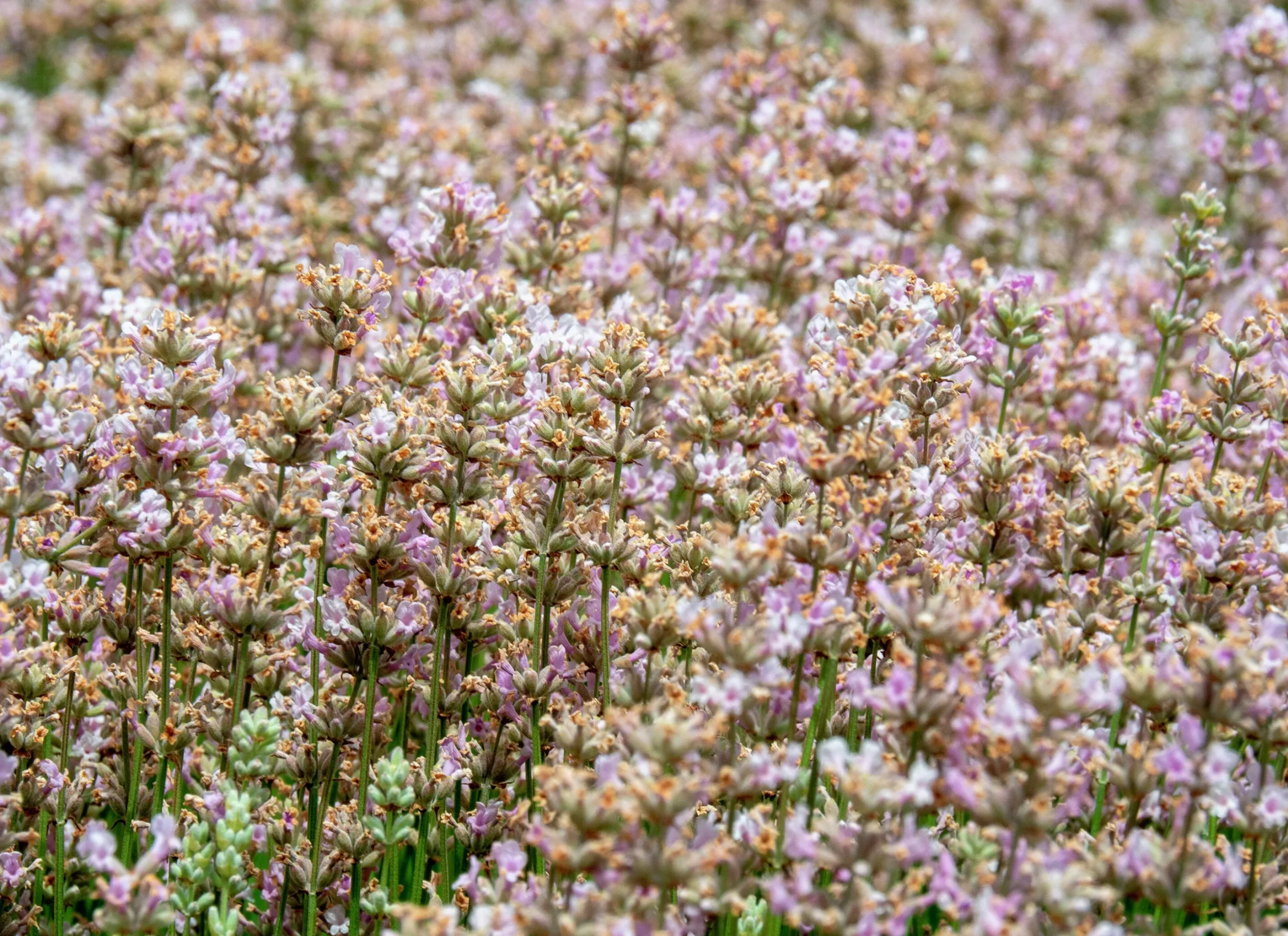 Lavendel 'Rosea'