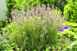 Lavendel 'Rosea'