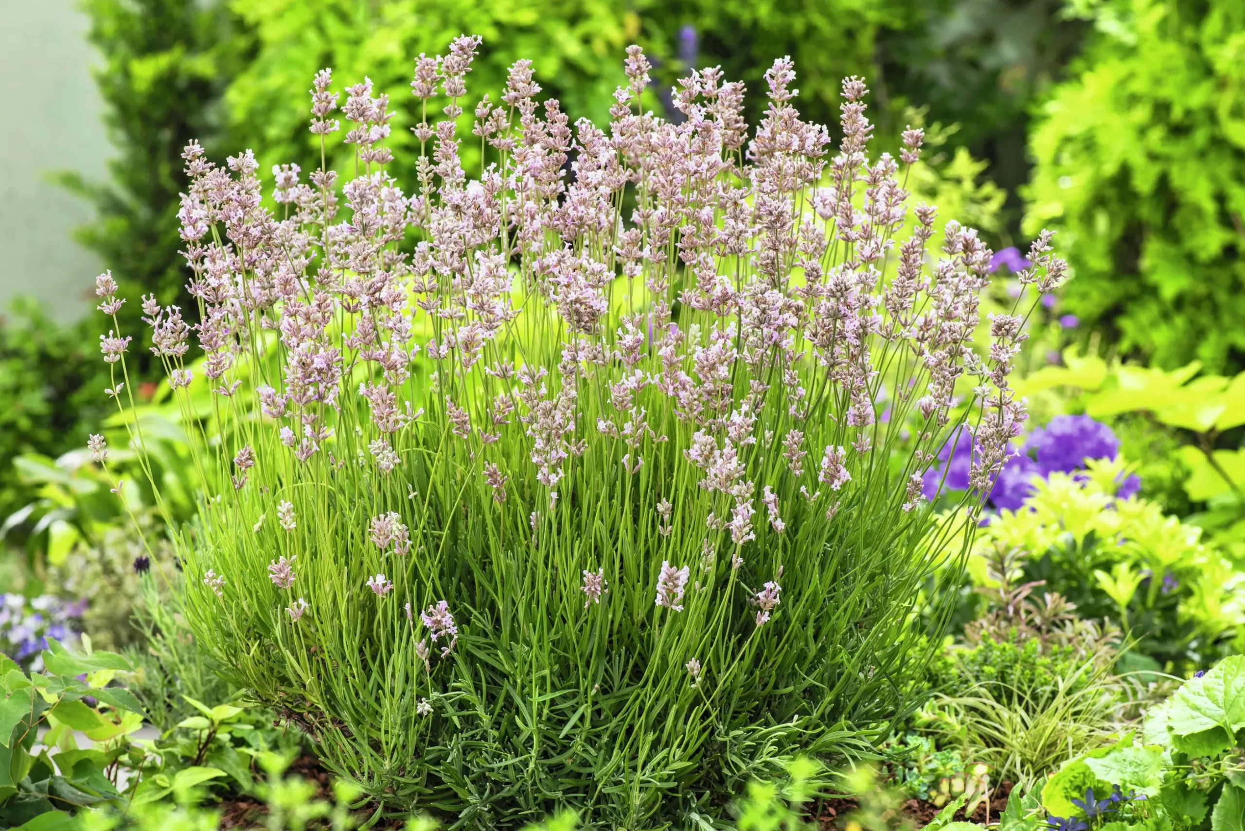 Lavendel 'Rosea'