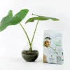 Lecakulor Nelson Garden 4L
