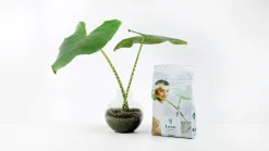 Lecakulor Nelson Garden 4L