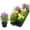 Lejongap lat. Antirrhinum majus