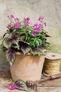 Lejongap lat. Antirrhinum majus