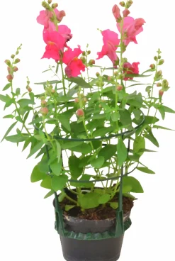Lejongap lat. Antirrhinum majus