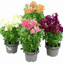 Lejongap lat. Antirrhinum majus